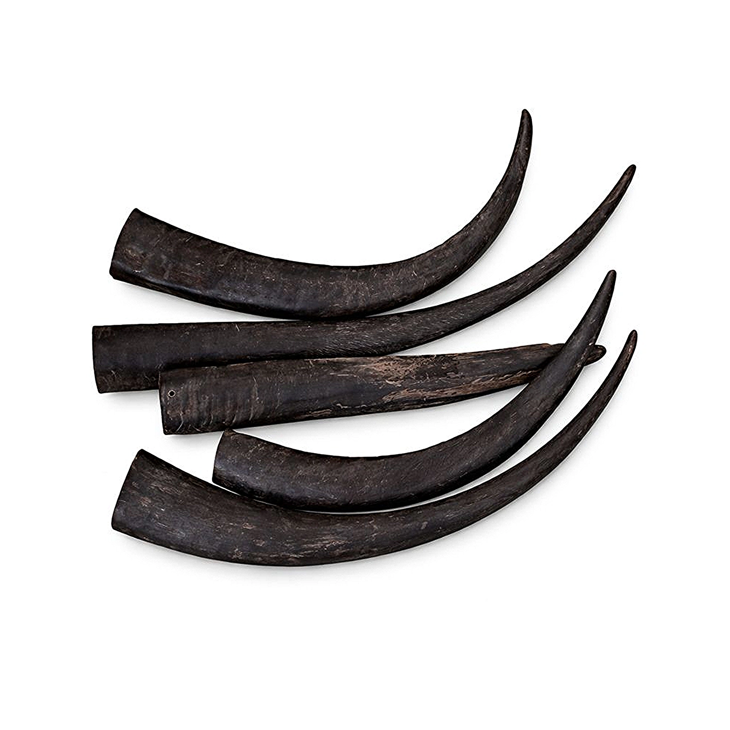 Buffalo Horn